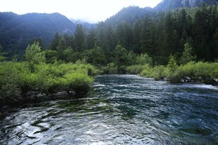 山间溪流 绿意盎然的景致