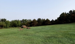 广袤绿草地与远处树林