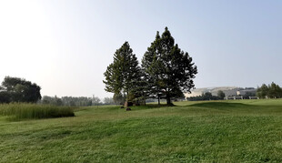 广袤草地旁的葱郁树木