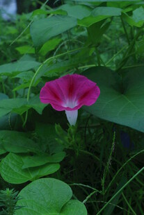 牵牛花 