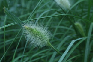狼尾草 