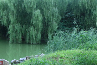 公园风景  