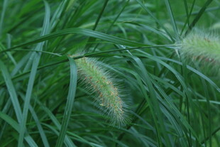狼尾草 