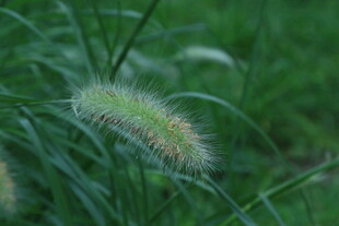 狼尾草  