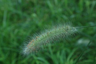 狼尾草  