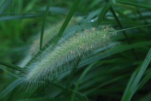 狼尾草  