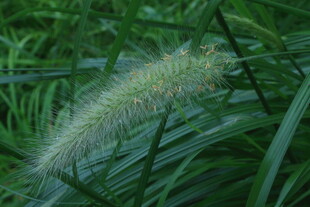 狼尾草  
