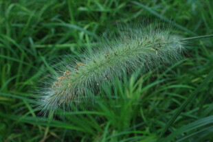 狼尾草  
