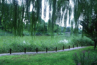 公园风景 