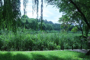 公园风景  
