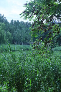 公园风景 