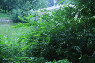 公园风景  