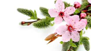 粉色樱花枝特写