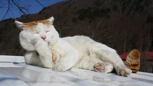 雪地中休憩的可爱白猫咪