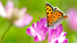彩蝶停驻粉花上