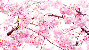 烂漫樱花绽放枝头