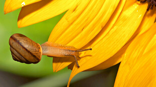 蜗牛攀附黄色花瓣上