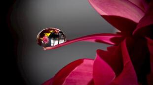 花瓣上的晶莹水滴