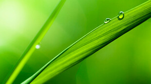 嫩绿草叶上的晶莹水珠