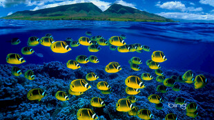 海底绚烂珊瑚景观