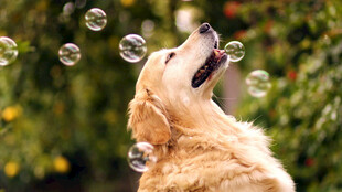 金毛犬欢快追逐泡泡