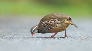 路边觅食的鹌鹑