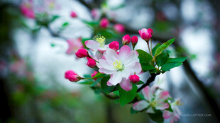 娇艳苹果花绽放枝头