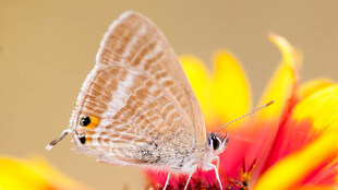 蝴蝶停驻鲜艳花朵上