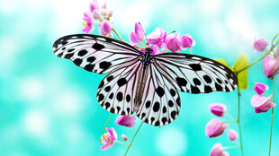 蝴蝶停驻粉色花枝