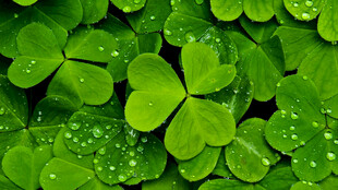 带露珠的翠绿三叶草