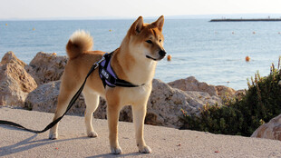 海边系牵引绳的柴犬