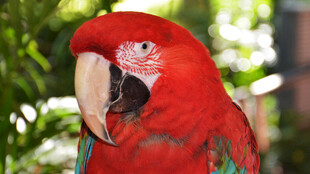鲜艳红鹦鹉特写