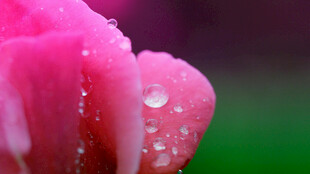 带水珠的娇艳粉色花瓣