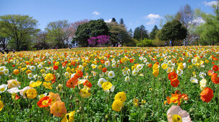 多彩郁金香花海美景