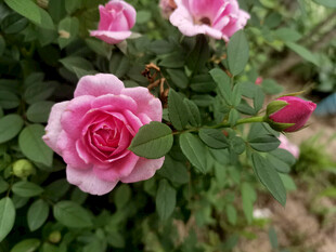 娇艳粉色月季花绽放