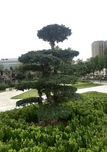 园林景观中的造型松树