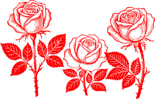 三朵红玫瑰花卉图案