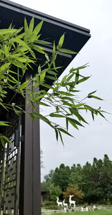 屋檐下的翠绿竹子