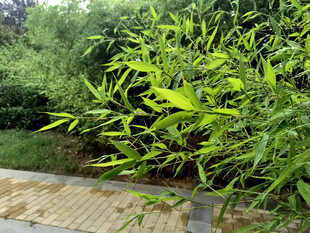 翠绿竹林旁的石板小径