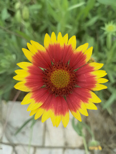 艳丽双色菊绽放