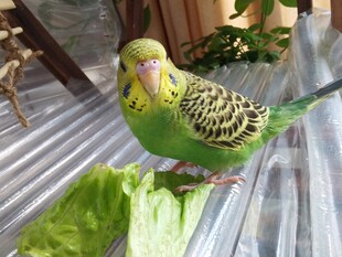 绿鹦鹉啄食新鲜生菜