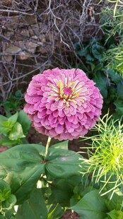 娇艳粉色花朵绽放