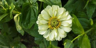 白色花朵绽放绿叶间