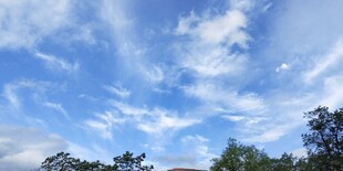 蓝天白云下的树梢美景