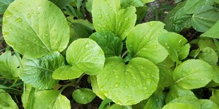 鲜嫩绿叶蔬菜生机勃勃