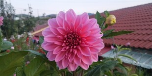 娇艳粉色大丽花绽放