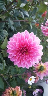 娇艳大丽花绽放