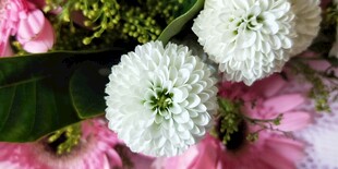 清新白粉色花卉组合