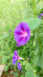 紫色牵牛花绽放于草丛