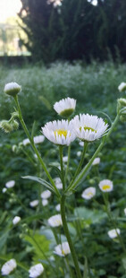 田野中的白色雏菊花海